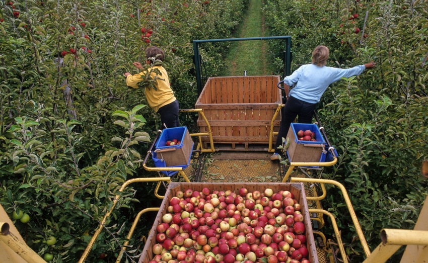 Saisonniers Agricoles Des Opportunites A Cueillir Les Frontaliers