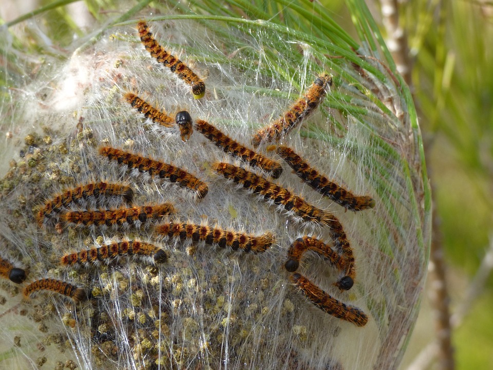 Comment Agir Sur La Proliferation Des Chenilles Processionnaires Les Frontaliers